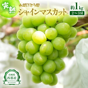 yӂ邳Ɣ[ŁzVC}XJbg 1kgi2`3[j{茧 ssuԂԂǂvt[c uhE  Ԃǂ  ʕ  VC }XJbg s\1.1-23