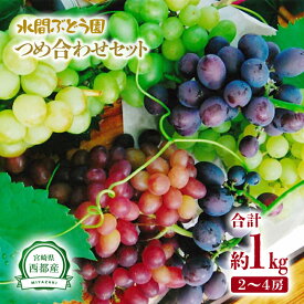 【ふるさと納税】完熟ぶどう食べ比べセット（約1kg）シャインマスカット ＋1種類（クイーンニーナ・ピオーネ・翠峰・マスカサーティーンの中から1種類）の食べ比べ【先行予約】宮崎県西都市産 水間ぶどう産地直送 フルーツ マスカット ぶどう 果物 高級 ぶどう＜16-3a＞