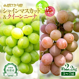 【ふるさと納税】『シャインマスカット』『クイーンニーナ』詰合せ（合計2.2kg）味比べセット 宮崎県西都市産 水間ぶどう 先行予約＜2-3　16-4a＞