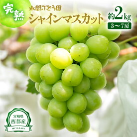 【ふるさと納税】シャインマスカット 2kg（3〜7房） 西都産 完熟ぶどう 水間ぶどう園《先行予約・2026年発送分》＜16-1a＞ぶどう 葡萄 フルーツ 果物