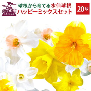 yӂ邳Ɣ[Łz勅 nbs[~bNXZbg 20 I XCZ  t[ | K[fjO A 