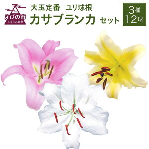 yӂ邳Ɣ[Łz JTuJ 3 e4 v12  勅 (v~AJTuJES[fJTuJEsNJTuJ)  t[ Zbg | K[fjO 