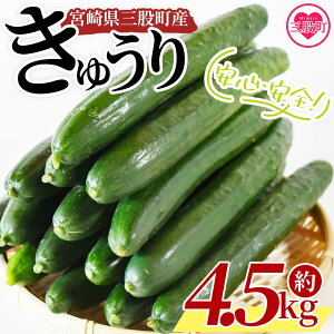 �y�ӂ邳�Ɣ[�Łz���y��s�\��z�y���Ԍ���z�p���b�ƊÂ����@�̂��イ�� �}�W�L���[4.5kg����4.5kg �p���b�ƊÂ����@�̃L���E���u�}�W�L���[�v�Е���V�Ղ�ɁI �yA-1901-yt�z�y�䂽���_���z