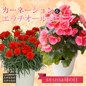 【ふるさと納税】毎年大人気 5月12日 母の日に間に合うようにお届け 宮崎県産 令和6年 2024年 母の日プレゼント 贈り物 カーネーションとエラチオールベゴニア(2鉢セット[5号]) 高原のお花 母の日にぴったり 鉢植え フラワーセット 送料無料 高原町 故郷納税 10000円 1万円