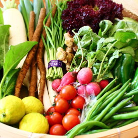 【ふるさと納税】綾町 旬 新鮮 無農薬 減農薬 野菜 詰め合わせ おまかせ ギフト セット 美味しい 定期便 直送（全12回）