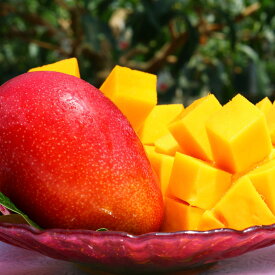 【ふるさと納税】完熟マンゴー