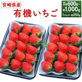 【ふるさと納税】＜宮崎県産 有機いちご 約500g～1kg 250g×2～4パック＞※入金確認後、2026年1月下旬～3月上旬までに順次出荷 選べる容量 有機 オーガニック 果物 苺 イチゴ フルーツ 特産品 さがほのか 株式会社デイリーマーム 宮崎県 高鍋町【冷蔵】