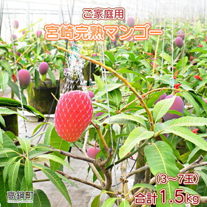 yӂ邳Ɣ[Łz{茧Yn}S[ƒp(1.5kg) 2026N7{`9{ɏo ʕ t[c }S[  Yi n Y ƒp {茧 璬y①z
