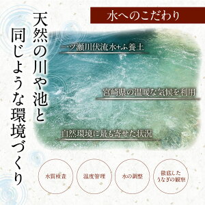 【ふるさと納税】新仔!!味鰻の手焼備長炭蒲焼2尾【宮崎県新富町産うなぎ】<配達日指定可能・のし対応可能>