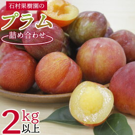 楽天市場 ソルダム フルーツ 果物 食品 の通販 楽天市場 ソルダム フルーツ 果物 食品 の通販