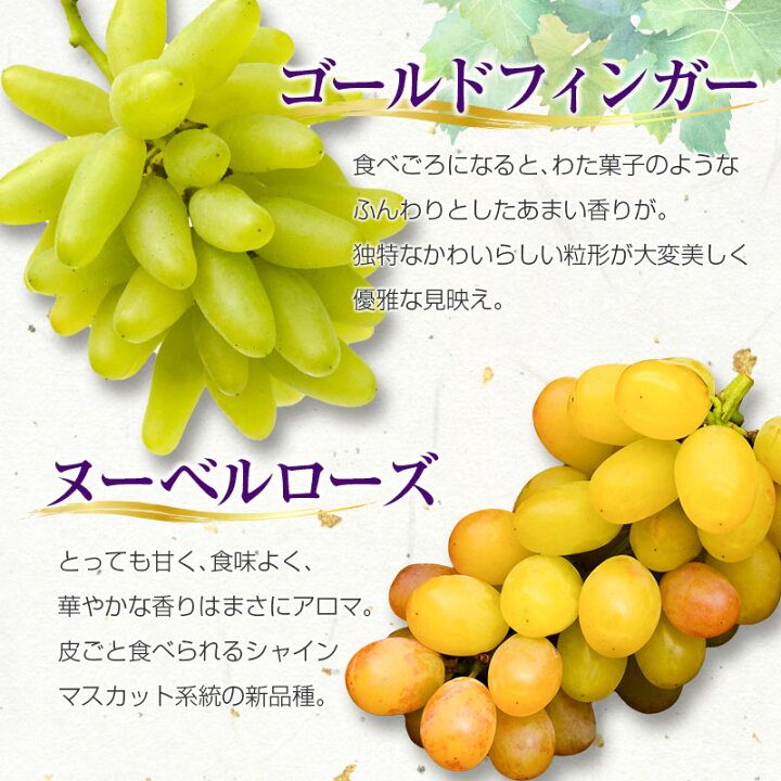 楽天市場】【ふるさと納税】朝採れ 旬の ぶどう セット 合計1kg以上(3 