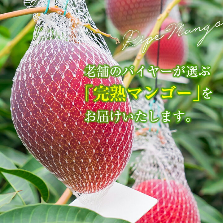 楽天市場】【ふるさと納税】[定期便全3回] 宮崎完熟マンゴー 2Lサイズ 