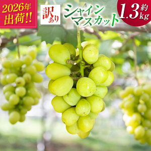 yӂ邳Ɣ[Łz2026Noׁs\m󂠂nVC}XJbg 1.3kg Y Ԍ 