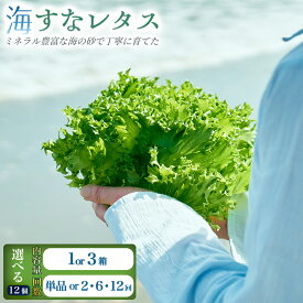 【ふるさと納税】＜選べる内容量＆回数＞フリルレタス「海すなレタス」（1箱/3箱）1箱あたり12個入り 新鮮 野菜 サラダ