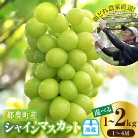 【ふるさと納税】先行予約 【内容量が選べる】≪期間限定≫ 都農町産 シャインマスカット 計1kg 計2kg 国産 果物 くだもの フルーツ 葡萄 ぶどう 種無し 大粒 デザート おやつ 高糖度 ご褒美 甘い 人気 プレゼント ギフト 贈り物 贈答 お土産 おすすめ 冷蔵 宮崎県 送料無料