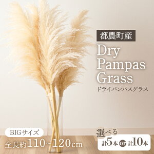 【ふるさと納税】【2週間以内発送】≪選べる≫ドライパンパスグラス 計5本 or 10本 ナチュラル ブルー ピンク オレンジ インテリア 花材 ドライフラワー おしゃれ 部屋飾り リビング装飾 フ