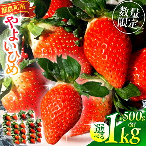 yӂ邳Ɣ[Łzs\ s_Y  u悢Ђ߁vv500g 1kg Ԍ ʌ  C`S itigo t[c ʕ  fU[g  2026N 啟  ʕW[X