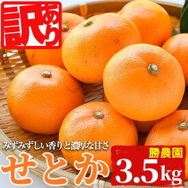 【ふるさと納税】＜訳あり！＞宮崎県門川町産せとか(約3.5kg)柑橘 果物 数量限定 期間限定 国産 フルーツ 常温保存 遠見半島 宮崎県 門川町【AE-24】【勝農園】