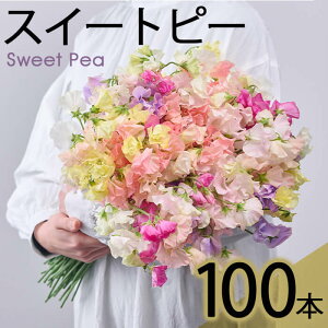 yӂ邳Ɣ[Łzs\tI2025N12{ȍ~\聄쒬YXC[gs[~bNX(v100{E50{×2)  t[ Mtg Ԍ 蕨 v[g 퉷 ۑ {茧 