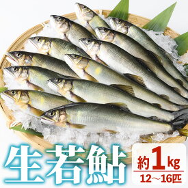 【ふるさと納税】【北海道・離島配送不可】生若鮎(約1kg・12～16匹) 鮎 冷蔵 若鮎 生き〆 生きシメ 国産 門川町産 宮崎県産 塩焼き あゆ 川魚 養殖 香魚 期間限定 【ME-01】【米良水産】