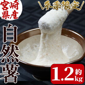 【ふるさと納税】＜期間限定＞山菜の王者自然薯 (約1.2kg) 山芋 じねんじょ とろろ 長いも 国産 旬 野菜 新鮮 やさい 常温 保存 宮崎県 門川町 【Y-1】【自然薯組合】