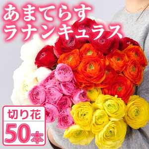 yӂ邳Ɣ[Łzs\tI2026N1{`3{ɔ܂Ă炷iLX (50{)  t[ ؂ Ɩp 蕨 ԌyNK011zy{茧_Ƌg@