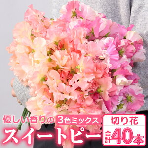 �y�ӂ邳�Ɣ[�Łz�����Ԍ��聄�D���������3�F�~�b�N�X �X�C�[�g�s�[(���v40�{)�� ���� �t�����[ �؂�� �Ɩ��p ���蕨 ���Ԍ���yNK015�z�y�{�茧�_�Ƌ����g���@�����n��{���z