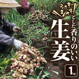 【ふるさと納税】＜選べる容量＞ シャキシャキとした香りのいい生姜 1kg ～ 5kg 生姜 しょうが ショウガ もみじ生姜 ジンジャー 薬味 香り 野菜 やさい 根菜 新鮮 みずみずしい 冷凍保存可能 もみじファーム 鹿児島 鹿屋市 おすすめ ランキング プレゼント ギフト
