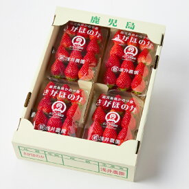 【ふるさと納税】【期間限定】K-GAP取得 鹿児島県かのや産いちご さがほのか 計1.2kg 300g×4パック いちご イチゴ 苺 ストロベリー さがほのか 国産 果物 フルーツ 旬 冷蔵 浅井農園 鹿児島 鹿屋市 おすすめ ランキング プレゼント ギフト