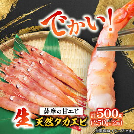 【ふるさと納税】【薩摩の甘エビ】大きいサイズ　天然タカエビ500g　A1-10_ 甘エビ 海老 あまえび 天然 海鮮 甘海老 鹿児島県 枕崎市 送料無料 【配送不可地域：離島】【1524580】