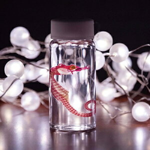 yӂ邳Ɣ[ŁziW{ y^cmIgVSz C0-38yzsnFzy1166688z