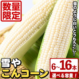 【ふるさと納税】＜先行予約受付中！2026年6月中旬以降順次発送予定＞＜容量が選べる！＞白いとうもろこし「雪やこんコーン」(6〜16本) 国産 トウモロコシ 玉蜀黍 ホワイト コーン 野菜 糖度 夏 イネ科 数量限定 期間限定【うとさんち】