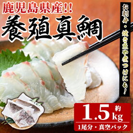 【ふるさと納税】鮮度抜群！養殖真鯛(1尾分・約1.5kg) 鯛 真鯛 魚貝 魚介 海産物 刺身 焼き魚 煮つけ 真空パック【さるがく水産】akn028-08
