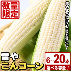 【ふるさと納税】＜容量が選べる！＞白いとうもろこし「雪やこんコーン」(6〜20本) 国産 トウモロコシ 玉蜀黍 ホワイト コーン 野菜 糖度 夏 イネ科 数量限定 期間限定【うとさんち】