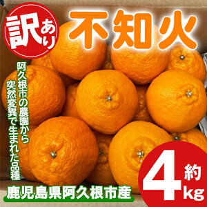 yӂ邳Ɣ[Łzs\tI2026N3{ȍ~\聄󂠂IIn͔|̕sm(4kgF叫G) Y sm ʂ k ʕ t[c fU[g In ʎ Ԍ ʌ