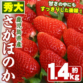 【ふるさと納税】＜先行予約受付中！2026年1月中旬以降順次発送予定＞鹿児島県産いちご(さがほのか「秀大」・計約1.4kg・40粒×2箱) 鹿児島 阿久根 果物 フルーツ イチゴ いちご 苺 さがほのか デザート おやつ 期間限定【鹿児島いずみ農業協同組合】akn018-21