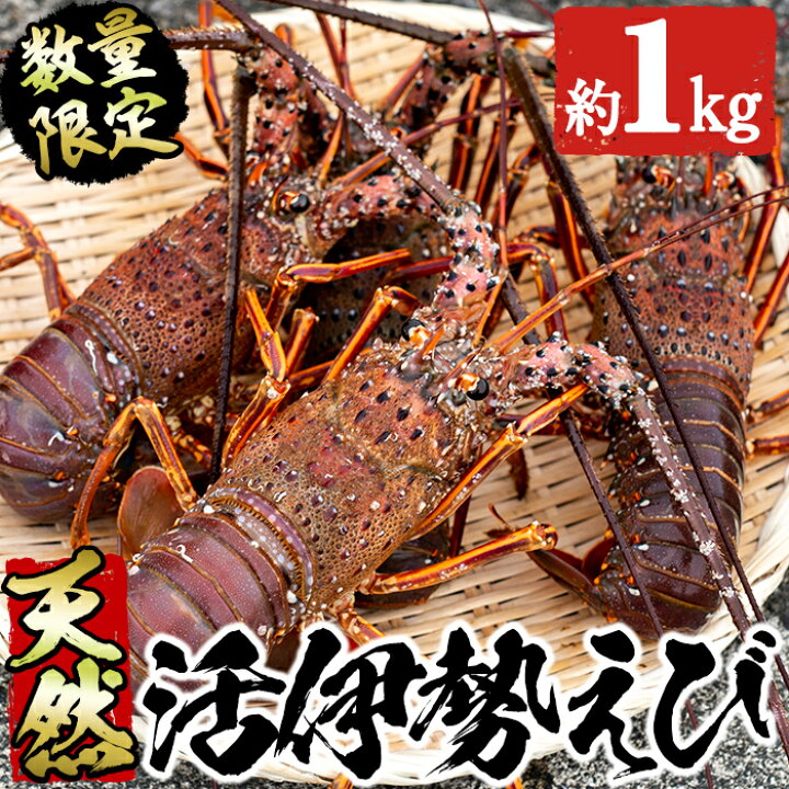 楽天市場 ふるさと納税 期間限定 先行予約受付中 22年9月上旬 10月中旬の間に発送予定 鹿児島県産の天然活伊勢海老 約1kg プリプリの歯応え 国産の新鮮な活き伊勢えびを産地直送 北さつま漁協 北さつま 6 4 鹿児島県阿久根市
