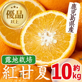 【ふるさと納税】≪2026年2月中旬〜5月中旬の間に発送≫紅甘夏(約10kg) みかん ミカン 蜜柑 果物 くだもの フルーツ 柑橘 10kg 国産 おやつ 旬 【JA鹿児島いずみ(果実課)】