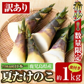 【ふるさと納税】≪先行予約受付中！2026年8月上旬～10月中旬の間に発送予定≫【訳あり】鹿児島県出水市産！希少高級食材夏たけのこ＜皮付き約1kg＞ たけのこ 筍 タケノコ 夏たけのこ 夏 国産 旬 皮付き 数量限定 希少 高級 野菜 新鮮 採りたて 煮物 【シンタク】