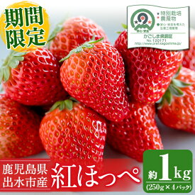 【ふるさと納税】＜2026年1月上旬から4月上旬の間に発送！＞いちご 紅ほっぺ(計約1kg・250g×4P) いちご 苺 イチゴ 果物 くだもの フルーツ 旬 甘酸っぱい 紅ほっぺ 鹿児島県産 高尾野産 高床式栽培 【山ん神】