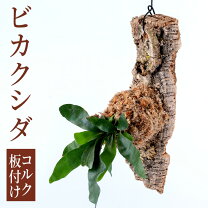 楽天市場】コウモリラン 板付けの通販