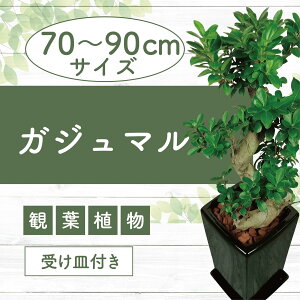 yӂ邳Ɣ[Łzs\tI2026N4{ȍ~KW}Ȃ蓩픫(荂70cm`90cmOEpMt) kCEEzs KW} ϗtA 
