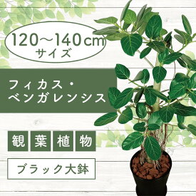 【ふるさと納税】＜先行予約受付中！2026年1月中旬以降順次発送＞フィカス・ベンガレンシス 一本立ち(鉢底より高さ120〜140cm前後・ブラック大鉢) ※北海道・沖縄・離島配送不可※ 観葉植物 鉢 おしゃれ インテリア グリーン 大型 【トロピカルフルーツ＆プランツ】