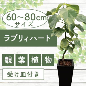 yӂ邳Ɣ[Łzs\tI2026N9{ȍ~uBn[g(荂60cm`80cmOE퐻ubNEp󂯎Mt) kCEEzs ϗtA