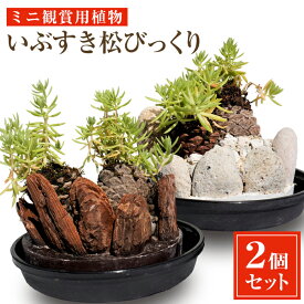 【ふるさと納税】ミニ観賞用植物 『いぶすき松びっくり』(2個) 鹿児島 指宿 植物 ミニ 小ぶり グリーン インテリア 室内 ネイチャーアート おしゃれ 【就労継続支援B型事業所ほーぷ】