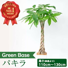 【ふるさと納税】＜2024年5月下旬以降順次発送＞パキラ(鉢底より高さ110cm～130cm・ホワイト鉢・受け皿付)南国鹿児島県で育った 観葉植物！※北海道・沖縄・離島配送不可※ 植物 鉢付 インテリア 室内 オフィス おしゃれ プレゼント ギフト【GreenBase】