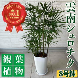 【ふるさと納税】＜2024年1月上旬以降順次発送＞雲南シュロチク8号鉢(背丈鉢底から約100cm) ※北海道・沖縄・離島配送不可※ シュロ竹 シュロチク 鉢植え 観葉植物 植物 緑 グリーン インテリア おしゃれ ギフト プレゼント 贈り物 贈答品【前園植物園】