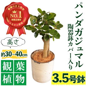 【ふるさと納税】＜2024年1月上旬以降順次発送＞前園植物園と指宿の陶芸家がコラボ！パンダガジュマル3.5号サイズ(高さ鉢底から30～40cm前後・陶器鉢カバー入り) ※北海道・沖縄・離島配送不可※ 観葉植物 インテリア 贈答用 贈答品 ギフト 【前園植物園】