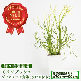 【ふるさと納税】ミルクブッシュ(ミドリサンゴ)(鉢底より70cm～90cm・プラスチック角鉢・受け皿付き) ※北海道・沖縄・離島配送不可※ 観葉植物 植物 鉢付 インテリア 室内 おしゃれ プレゼント ギフト【鎌ヶ迫園芸場】