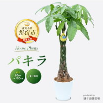 楽天市場】鉢 スタンド（種類（植物）パキラ）（観葉植物｜花・観葉 